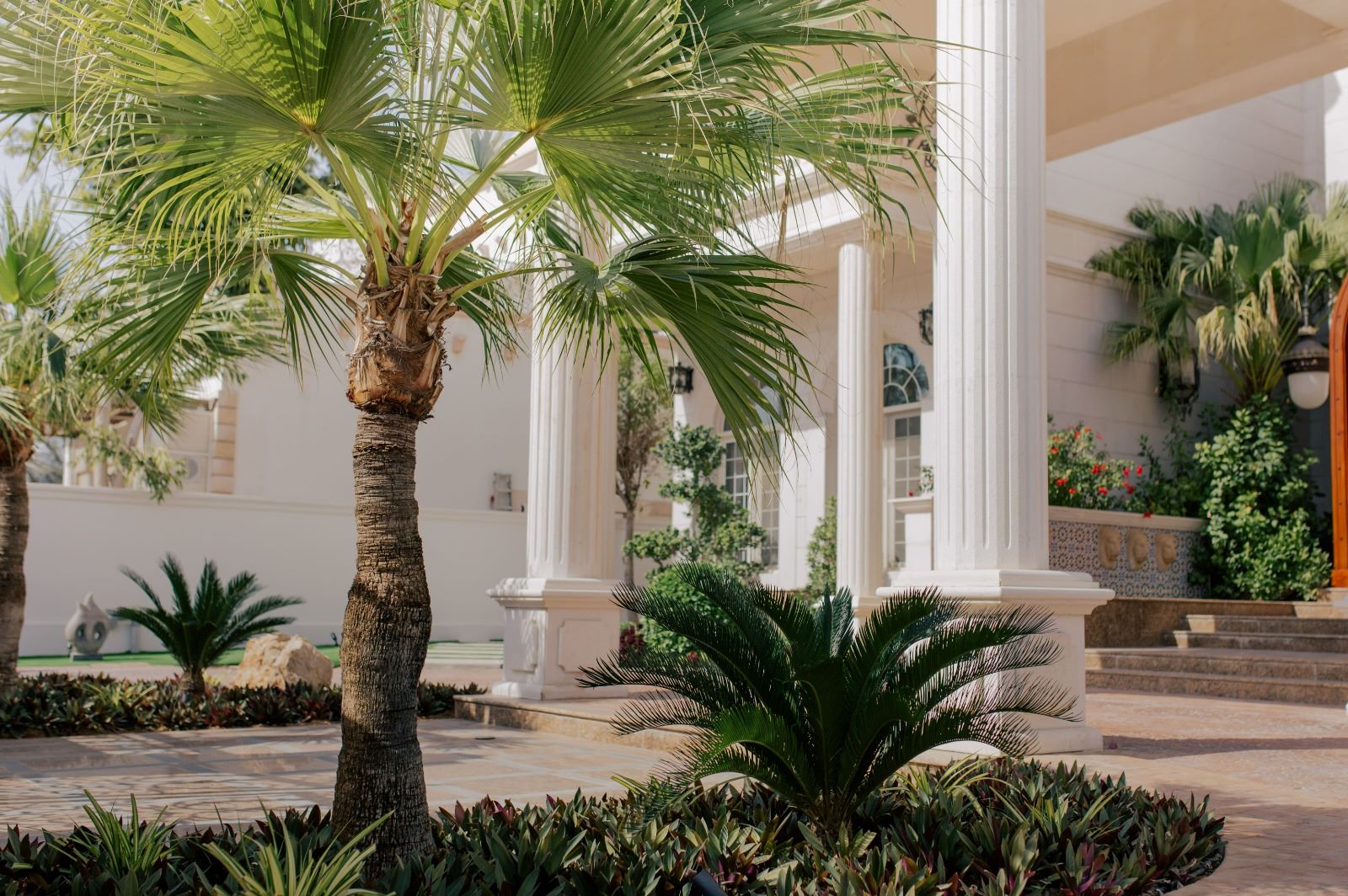 Best outdoor plants Dubai Grand Builder