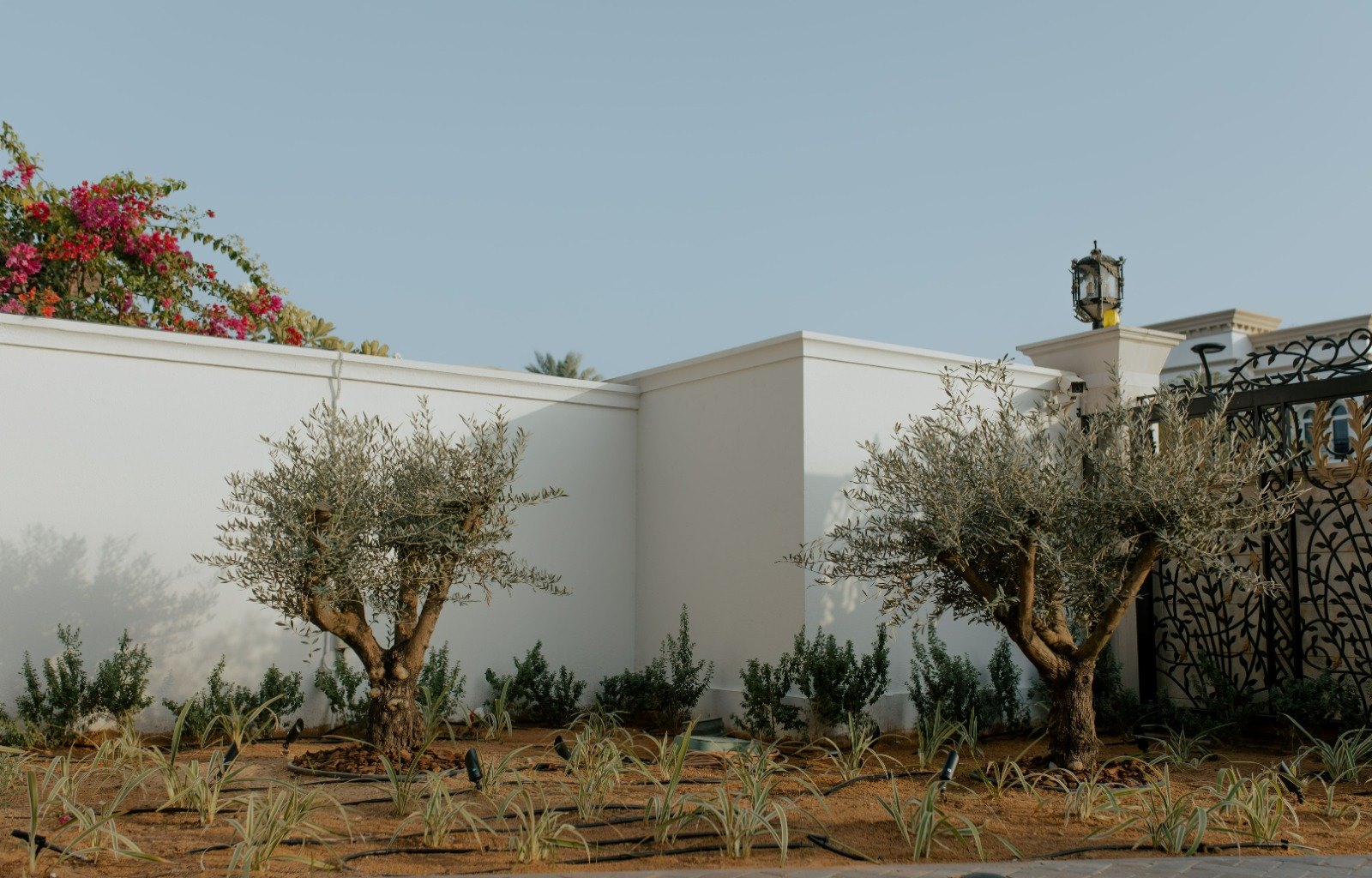 Outdoor olive trees Grand Builder Dubai