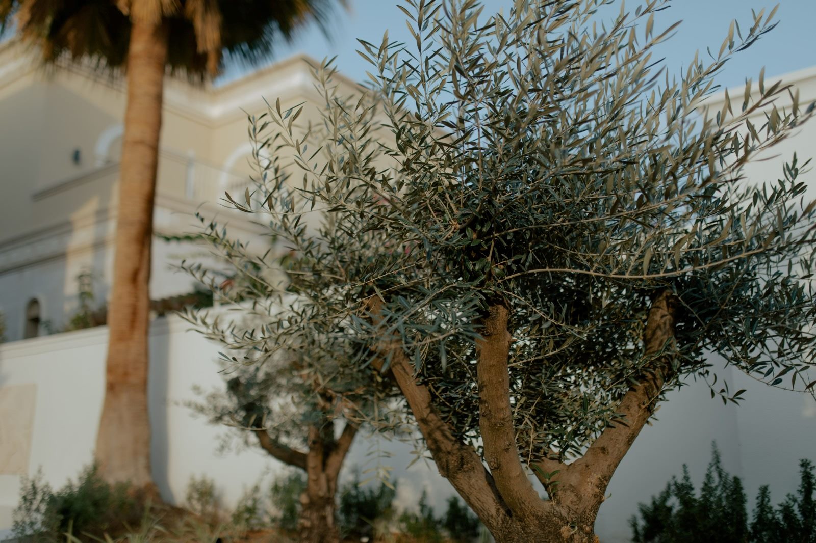 Outdoor trees Grand Builder Dubai